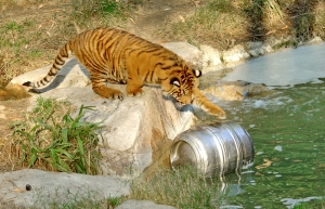 Sumatran_Tiger_Keg_Enrichment_-_Credit_Tad_Motoyama